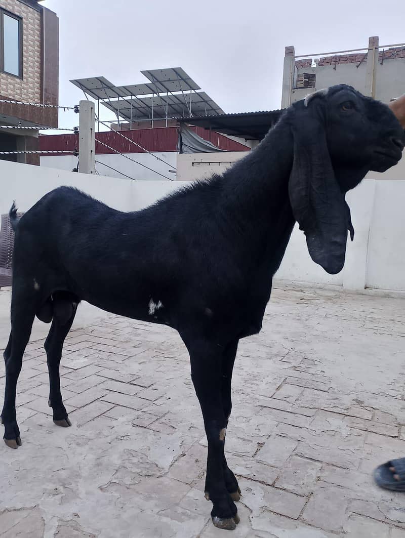 Bakra 0