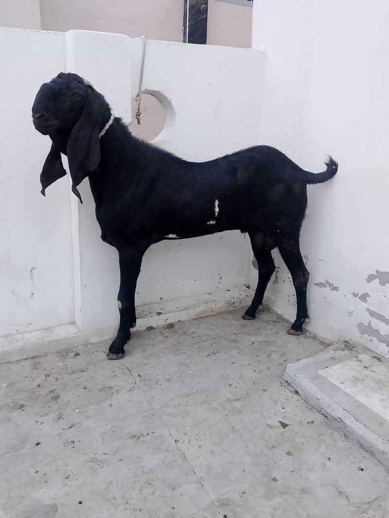 Bakra 1