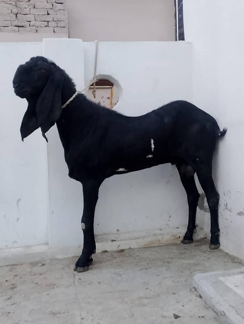 Bakra 2