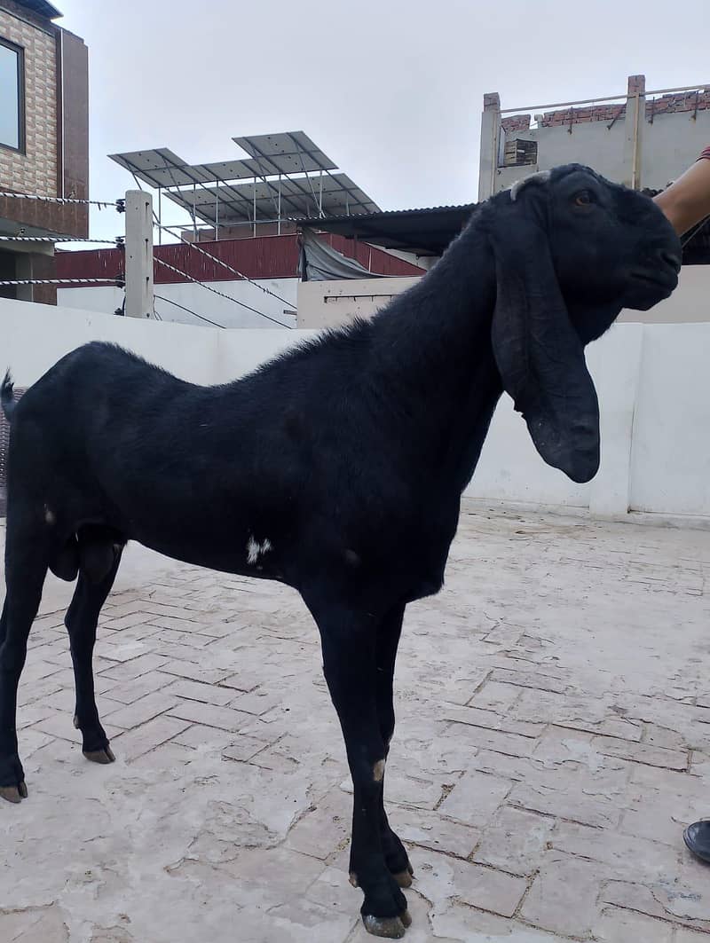 Bakra 3