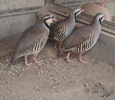 chakor male