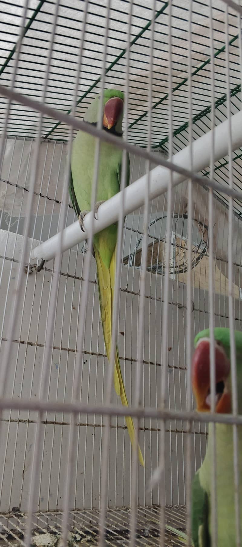 breading pear 2