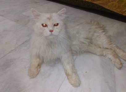 Persian cat male
