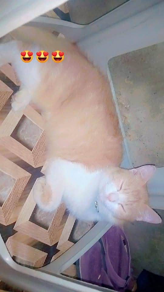 socute 0