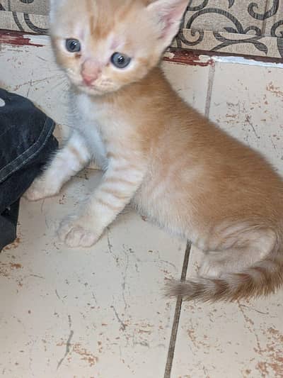 sweet little cat needs a forever home
