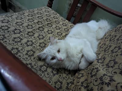 Persian  female cat name simba