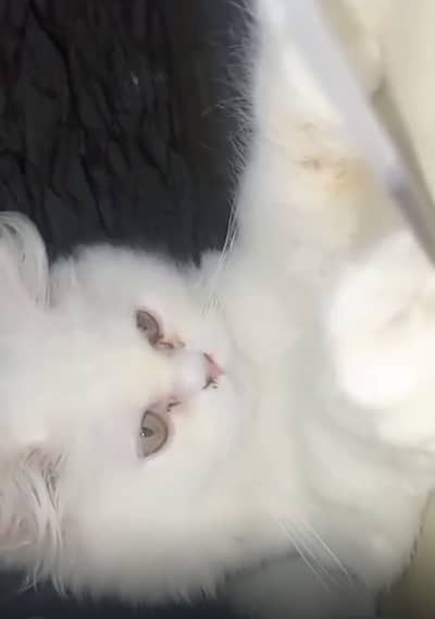Persian cats Male and Female