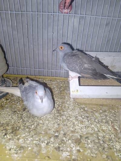 Diamond doves pair