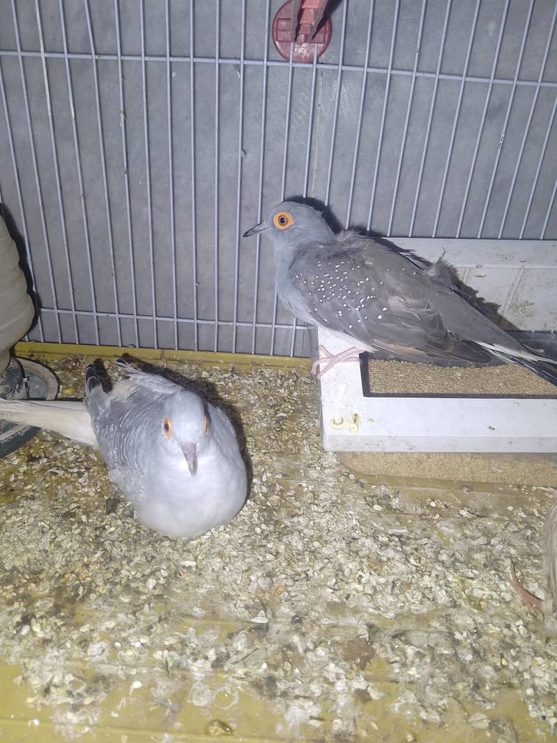 Diamond doves pair 0