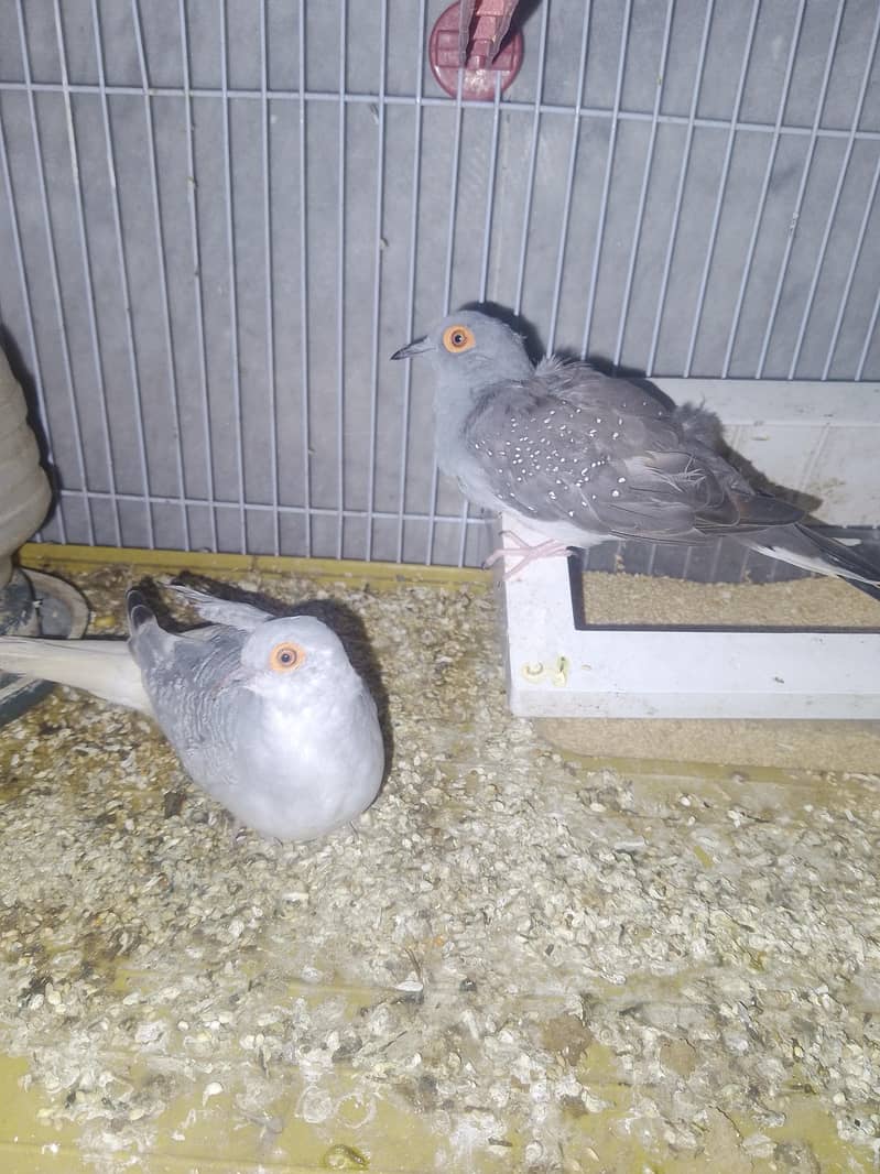 Diamond doves pair 1