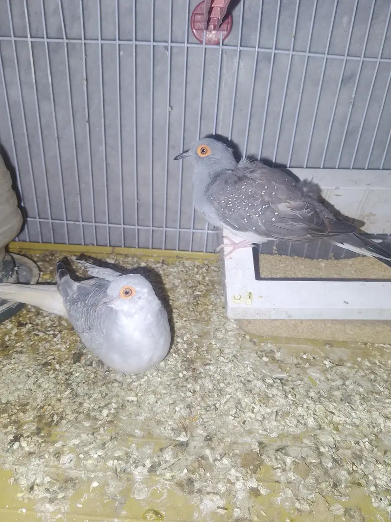 Diamond doves pair — photo 2