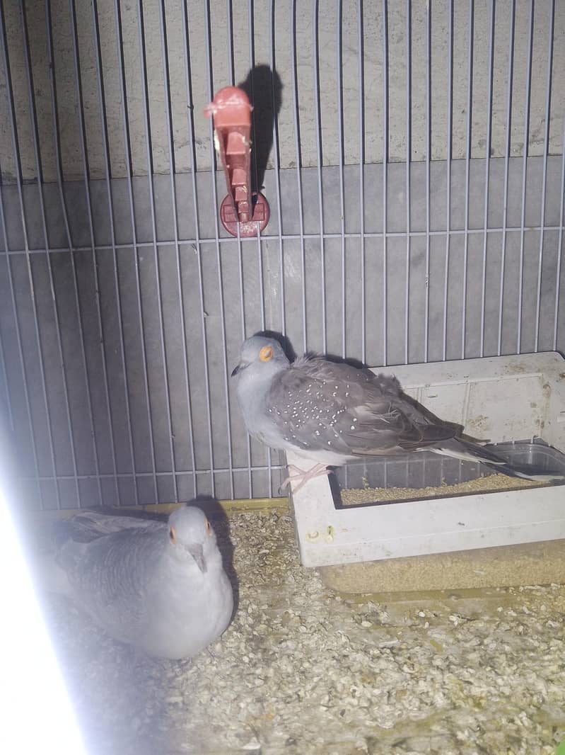 Diamond doves pair 2