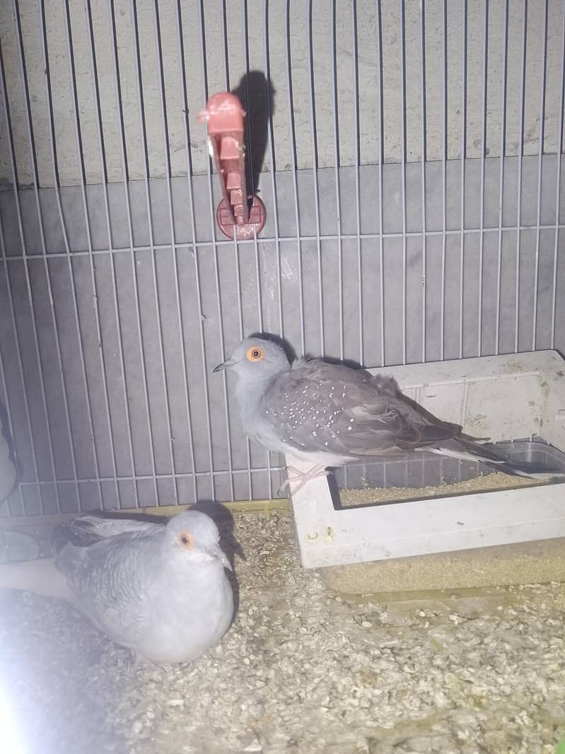 Diamond doves pair 3