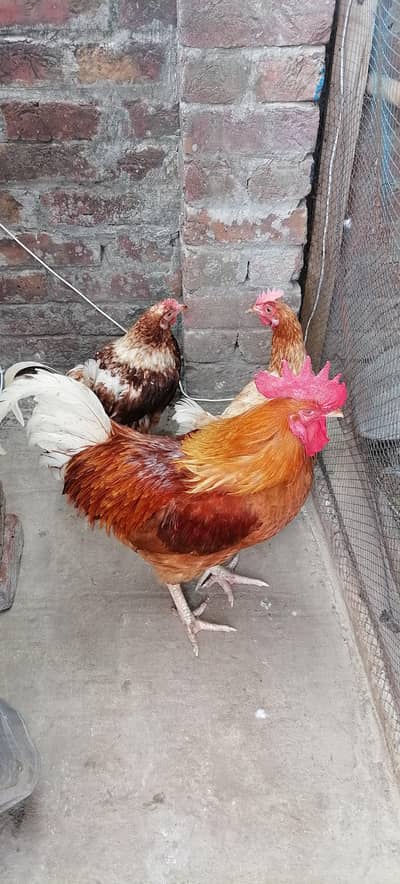 Ghar Ki Murgiya Egg wali