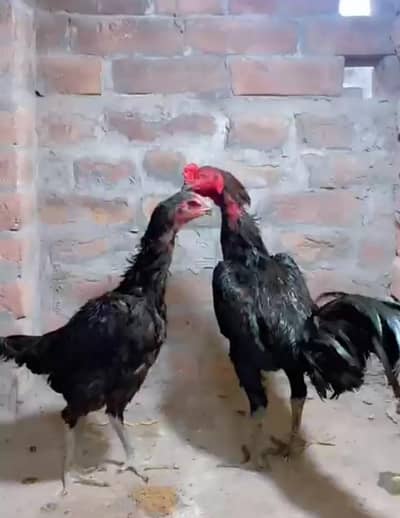 imported Burmi pure + pakoye female chicks