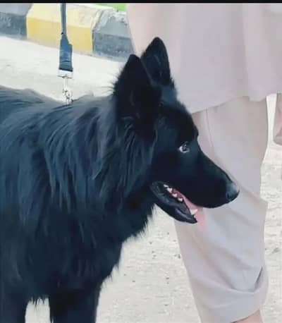 German Shepherd full long coat Pedigree female 03037510379