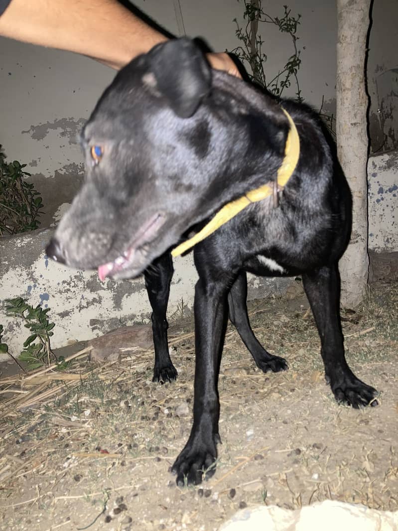 belaa 0