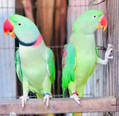 kashmiri raw adult pair