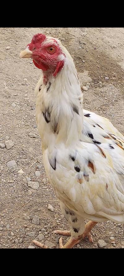 Cheena Aseel Age Approx 12 Months Home Breed.