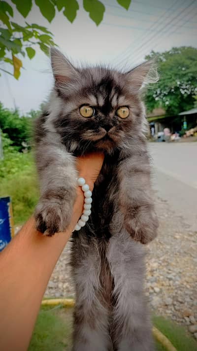 Triple coat Black and white Lines Cat