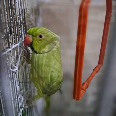 ringneck