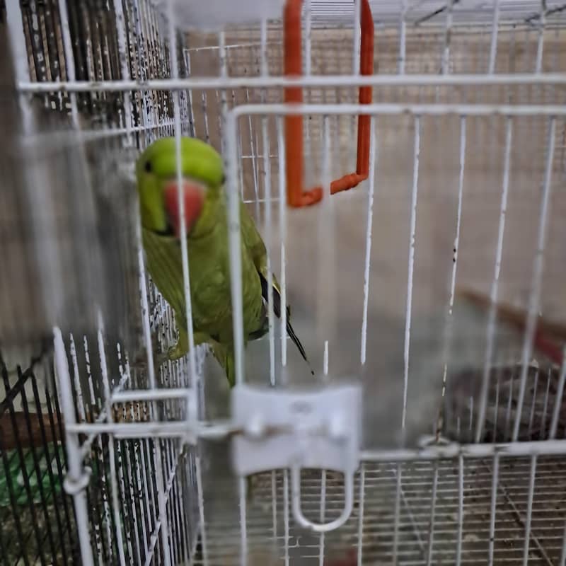 ringneck 1