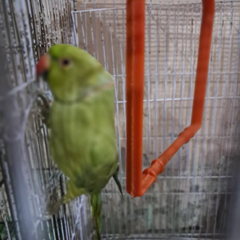 ringneck 2