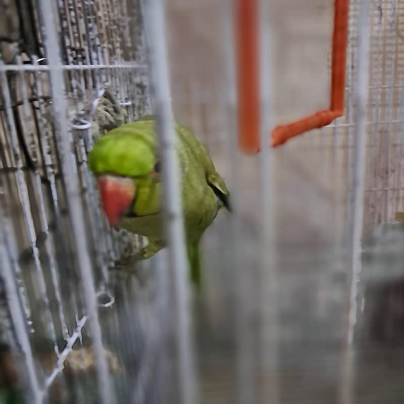 ringneck 3
