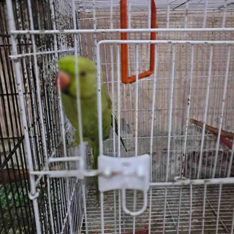 ringneck 4