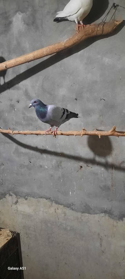 qasid pigeon for sale