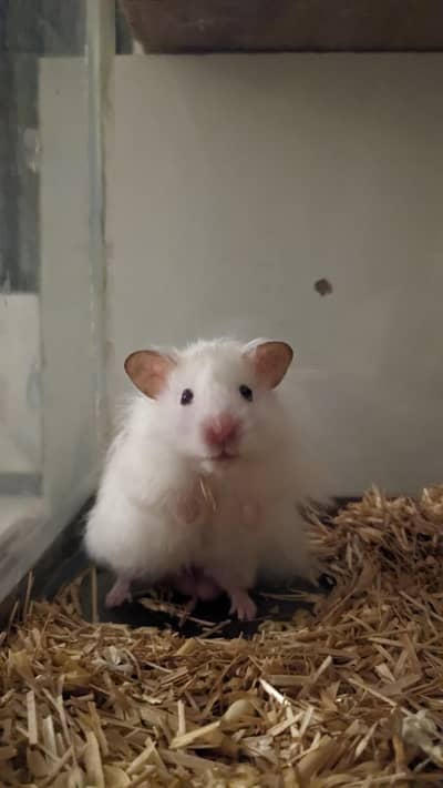 Long hair Syrian Hamster with Enclosure