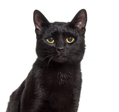 Free Persian Mix Male Cat – 13 Months Old | Healthy & Friendly