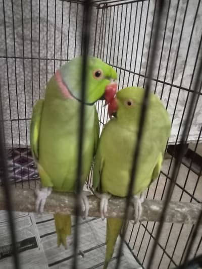 breeder pair