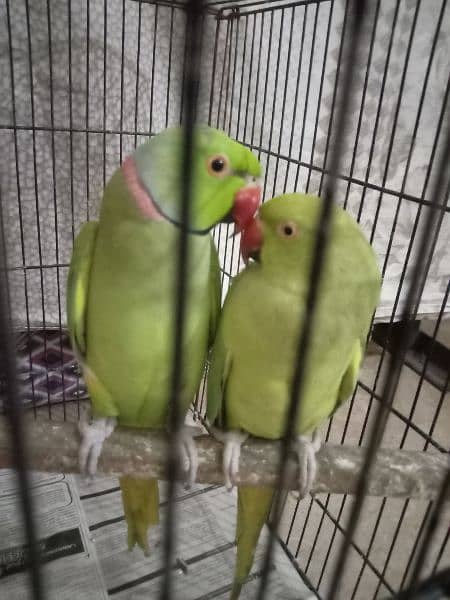 breeder pair 0