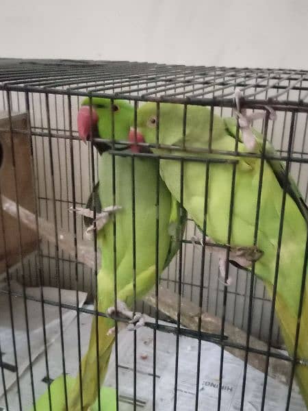 breeder pair 1