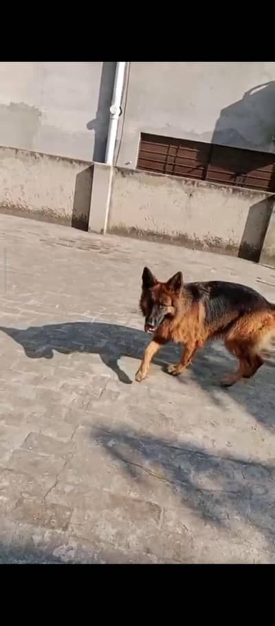 German shepherd pair for sale cntct number 03194213130