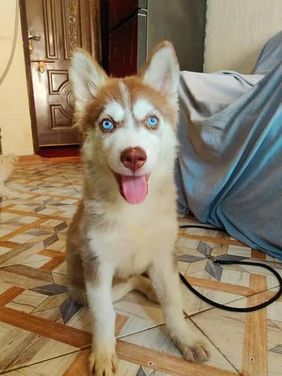 Siberian Husky Female | Brown Husky | husky Puppy | Dog for sale