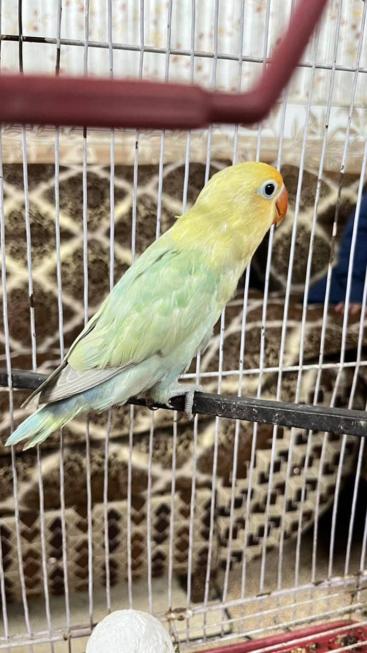 parrots 1