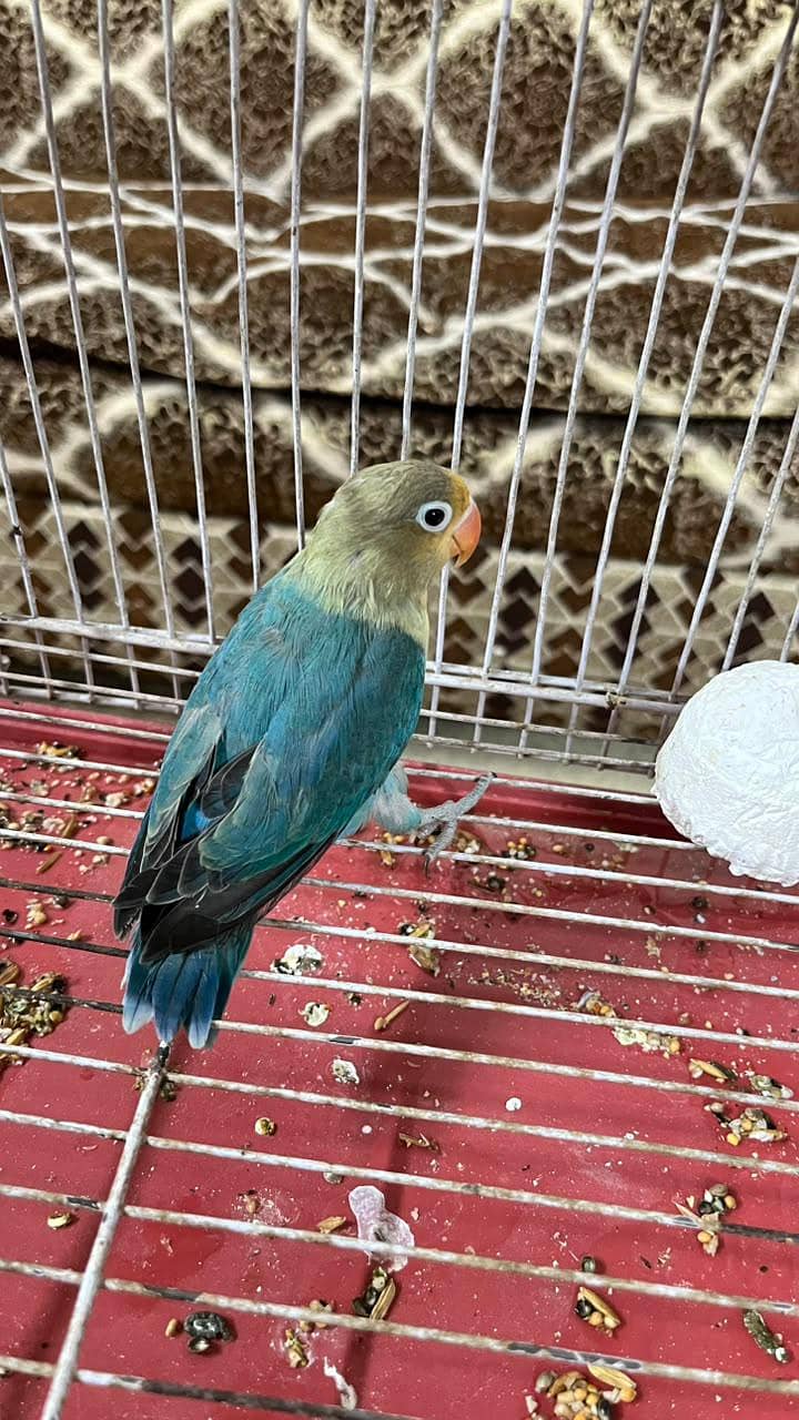 parrots 2