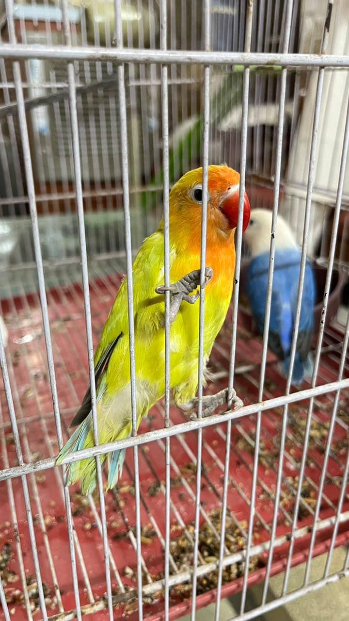 parrots 3