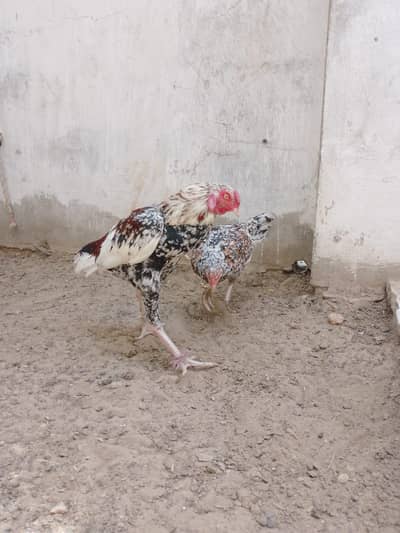 cheena aseel