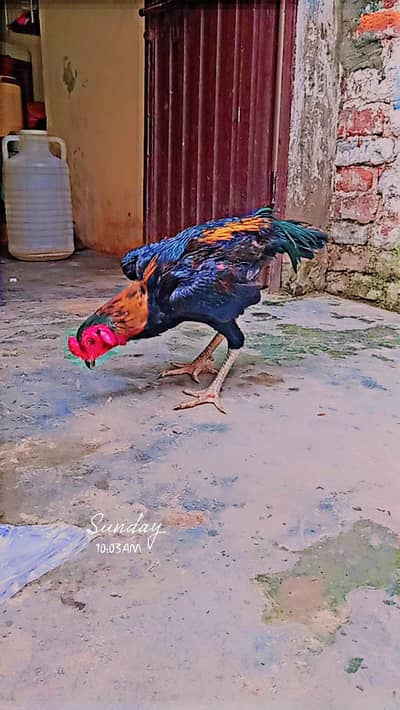pokia