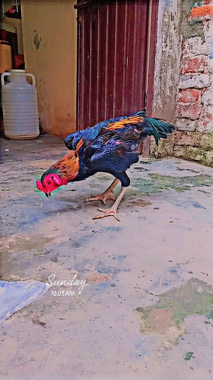 pokia 0