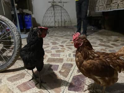 1 pair of lohmann hens of black and brown