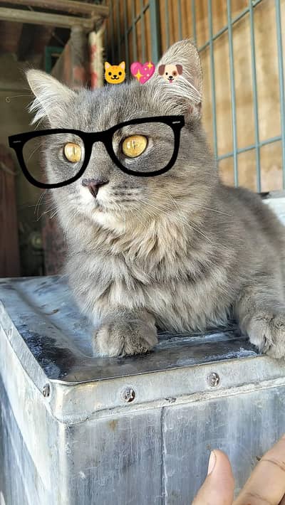  Lost cat please help us to find him