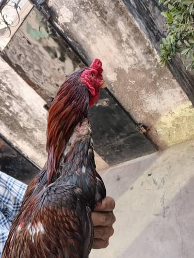 aky chk krly