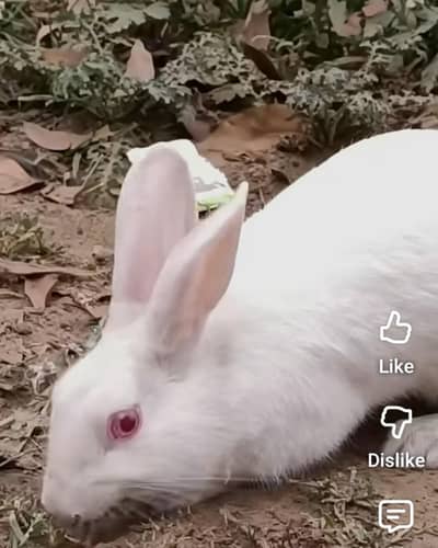 healthy rabbit 1 male and two female