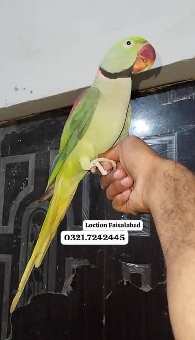 Raw Talking tamed male