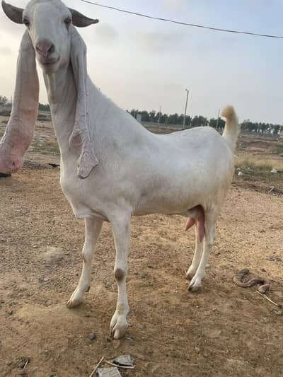 Gulabi Gaban Bakri