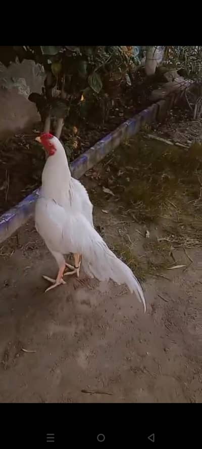 Aseel Heera pair | Love birds 6 piece best quality